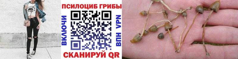 Галлюциногенные грибы GOLDEN TEACHER сайты даркнета клад Баксан даркнет сайт